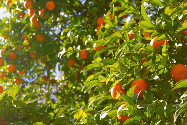 Garden of Orange Trees Rome